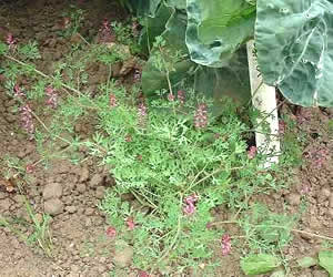 Fumaria Paviflora   Fumaria vaillantii